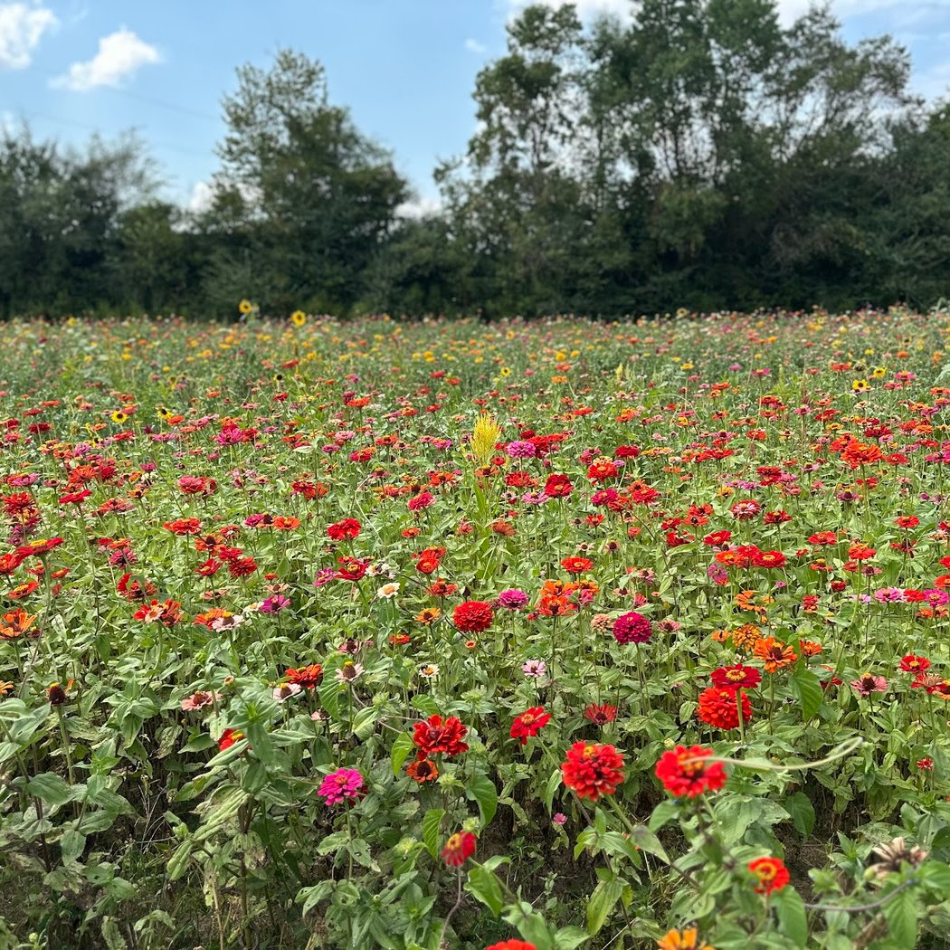 Coastal Ridge Farm 3