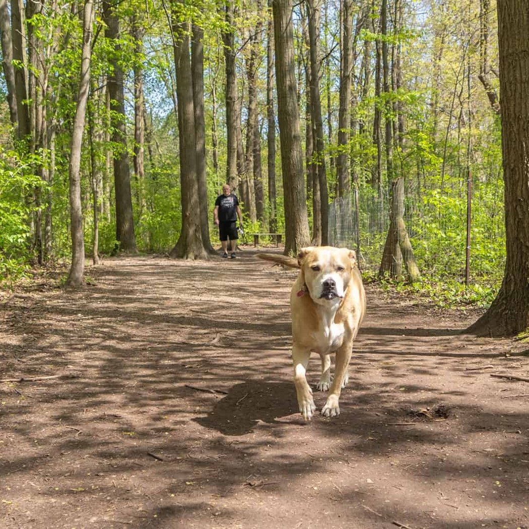 Orion Oaks Dog Park 1