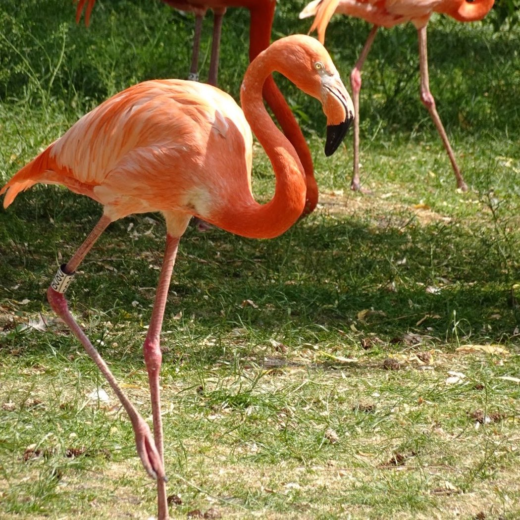 Weltvogelpark Walsrode 3