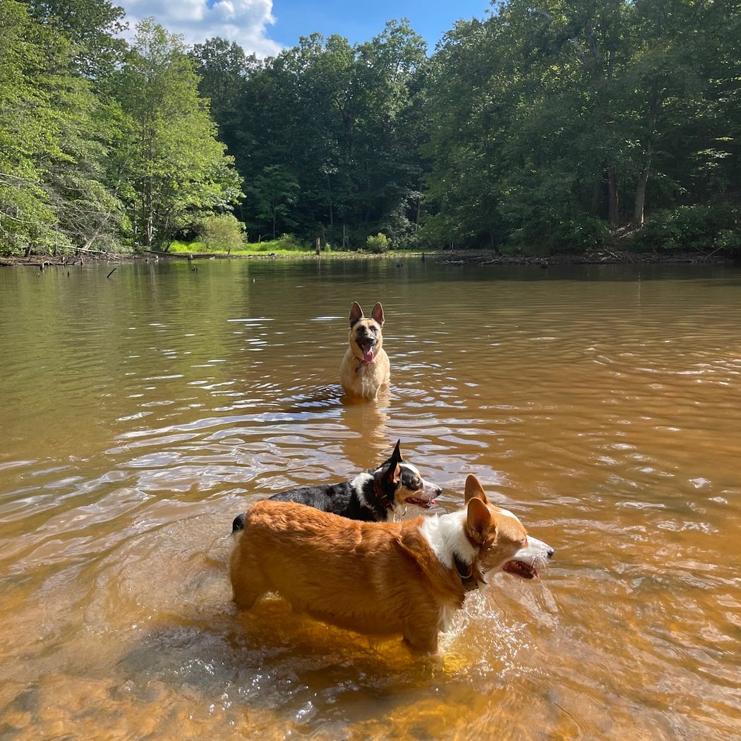 Timber Creek Dog Park 1