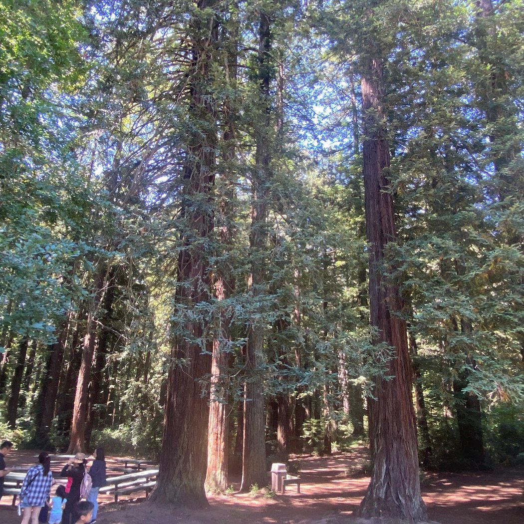 Oakland Redwoods 3