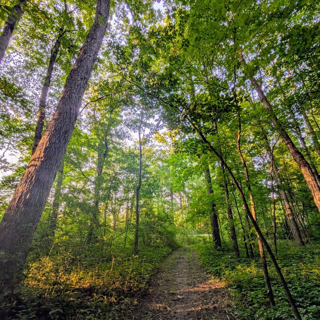 Old Hickory Trail at Pittsfield Preserve 1