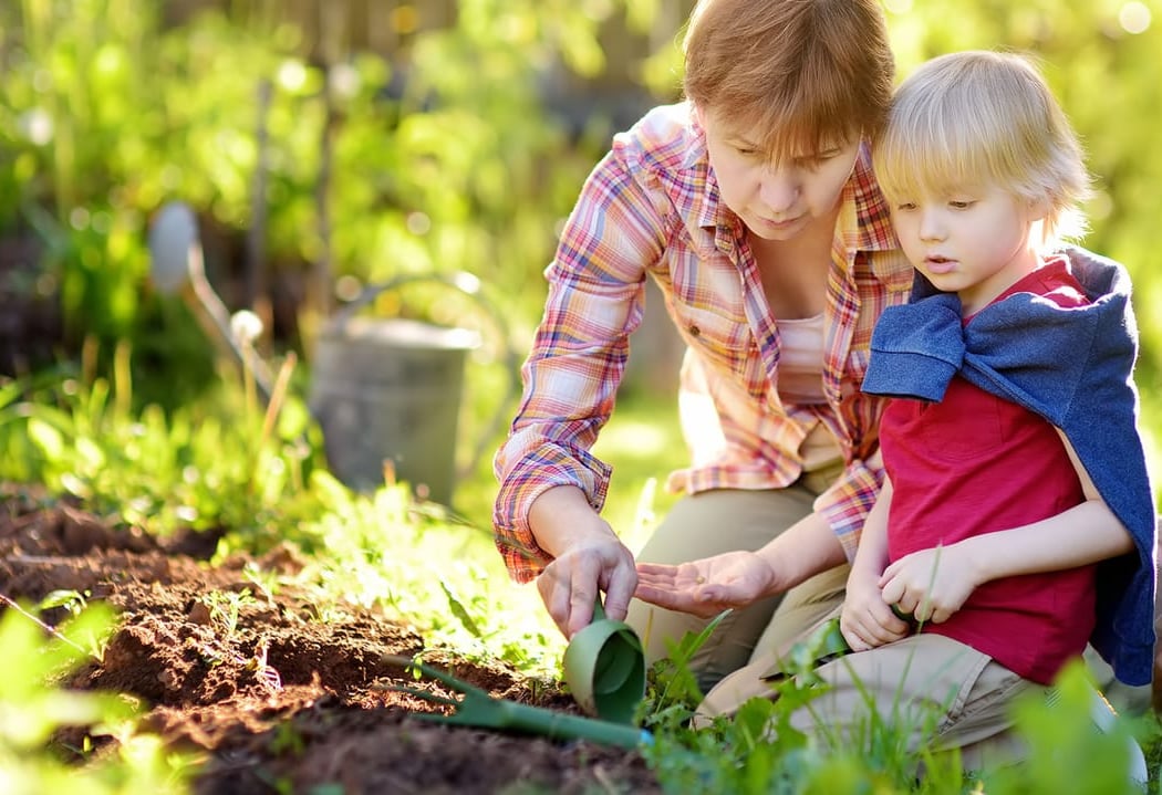 Grow Your Own Seasonal Florida Vegetable Garden 3