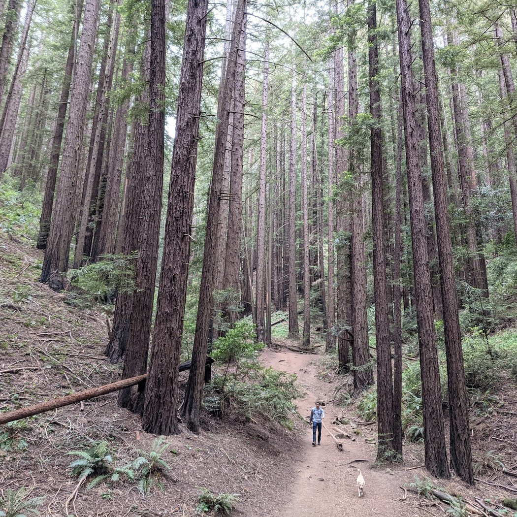 Orinda Oaks Park 1