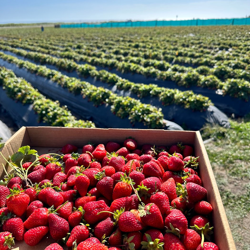 Swanton Berry Farm 1