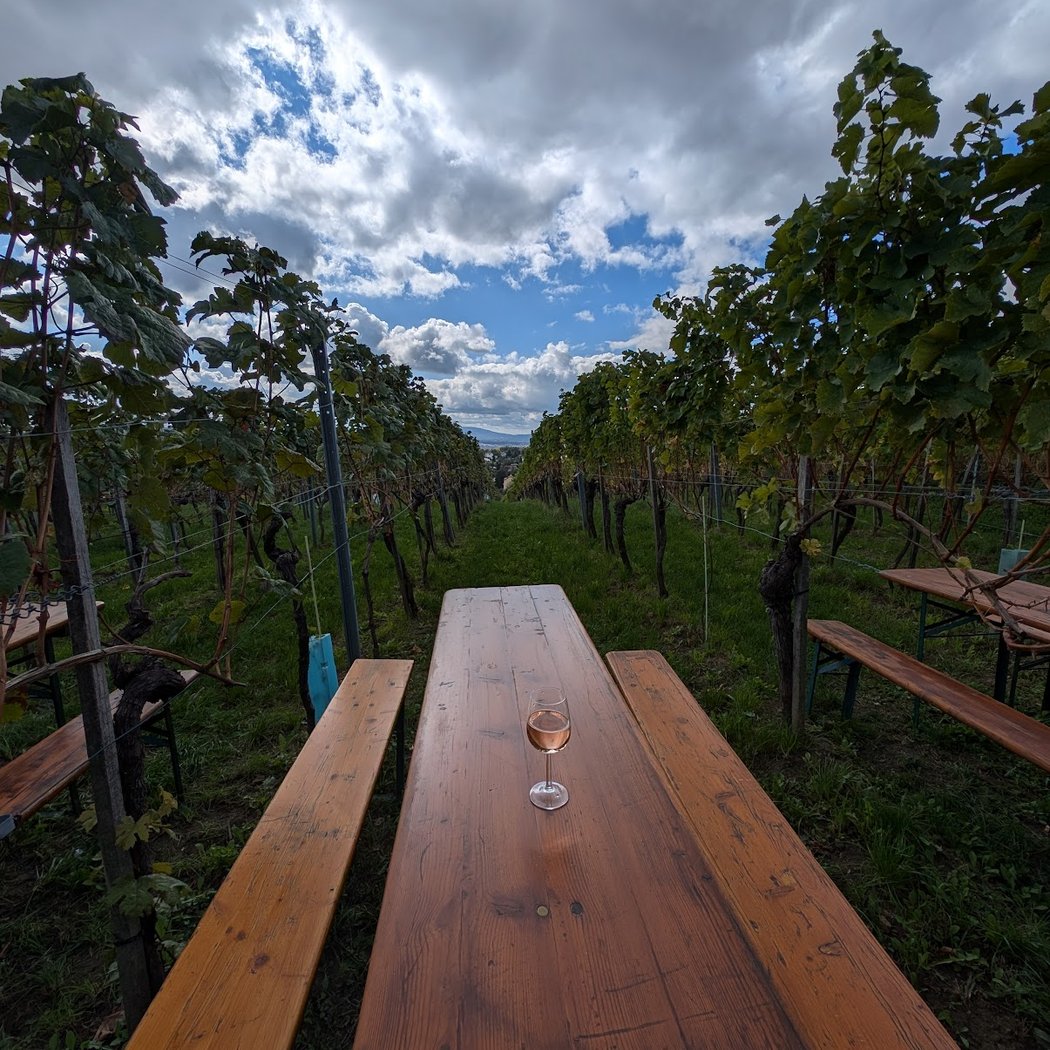 Ottakringer Weinwandertag