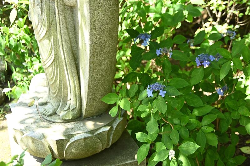Hasedera Temple Hydrangea Path 3