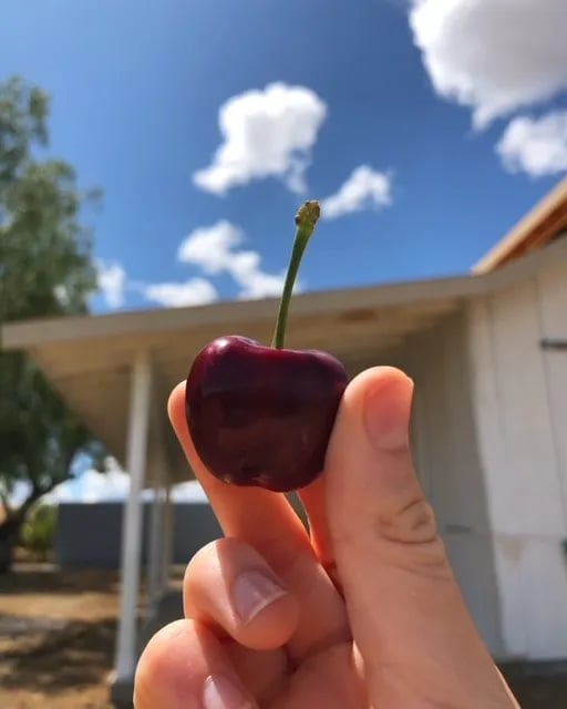 Bay Area Cherry Picking 2