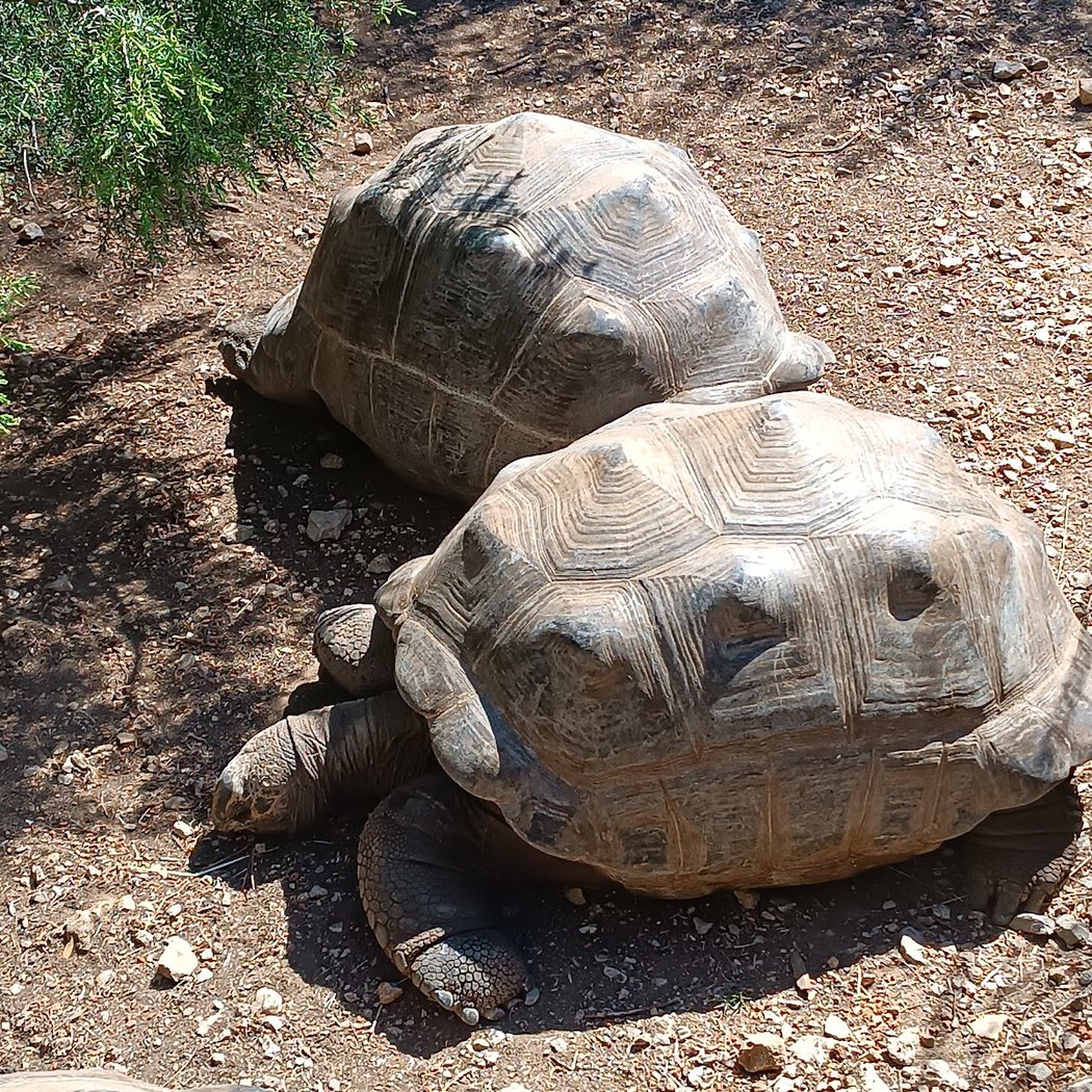 The Turtles Village of Carnoules 2