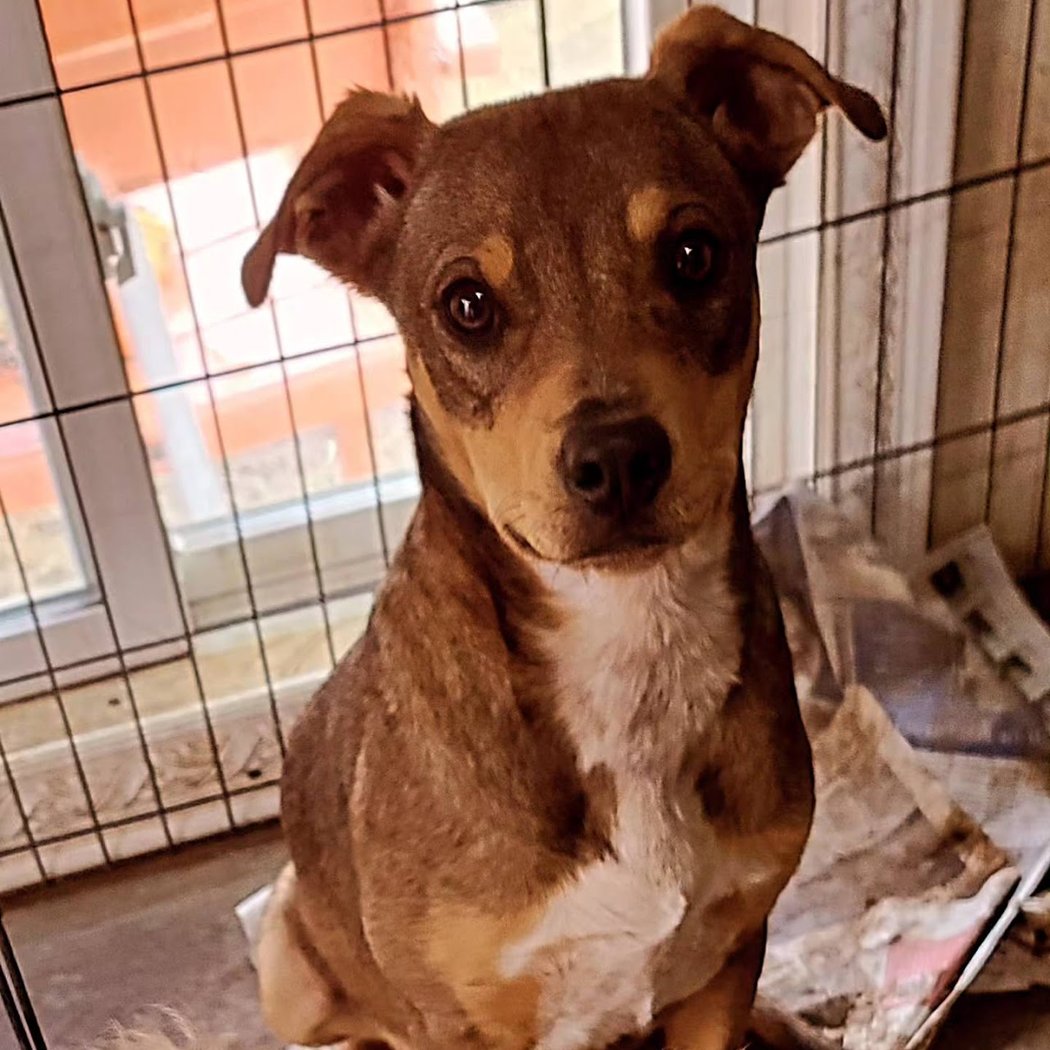 Countryside Animal Rescue 2