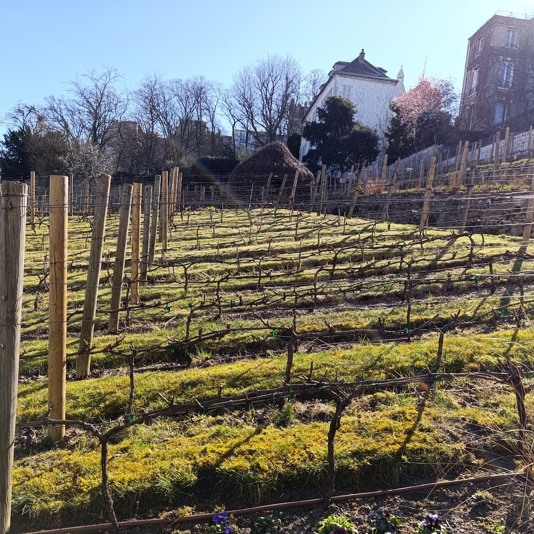 Clos Montmartre 3