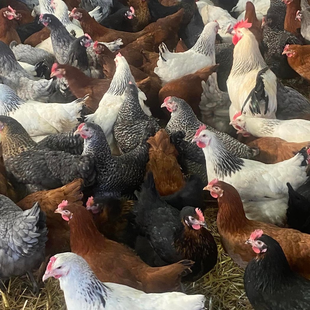 Eleveur de poules de Verdelot 3
