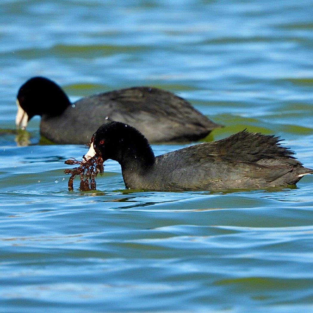 Willow Lake 1