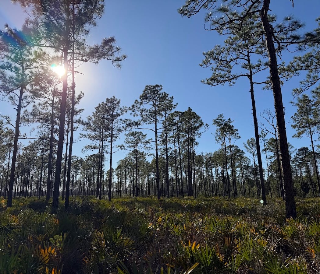 Jennings State Forest 3