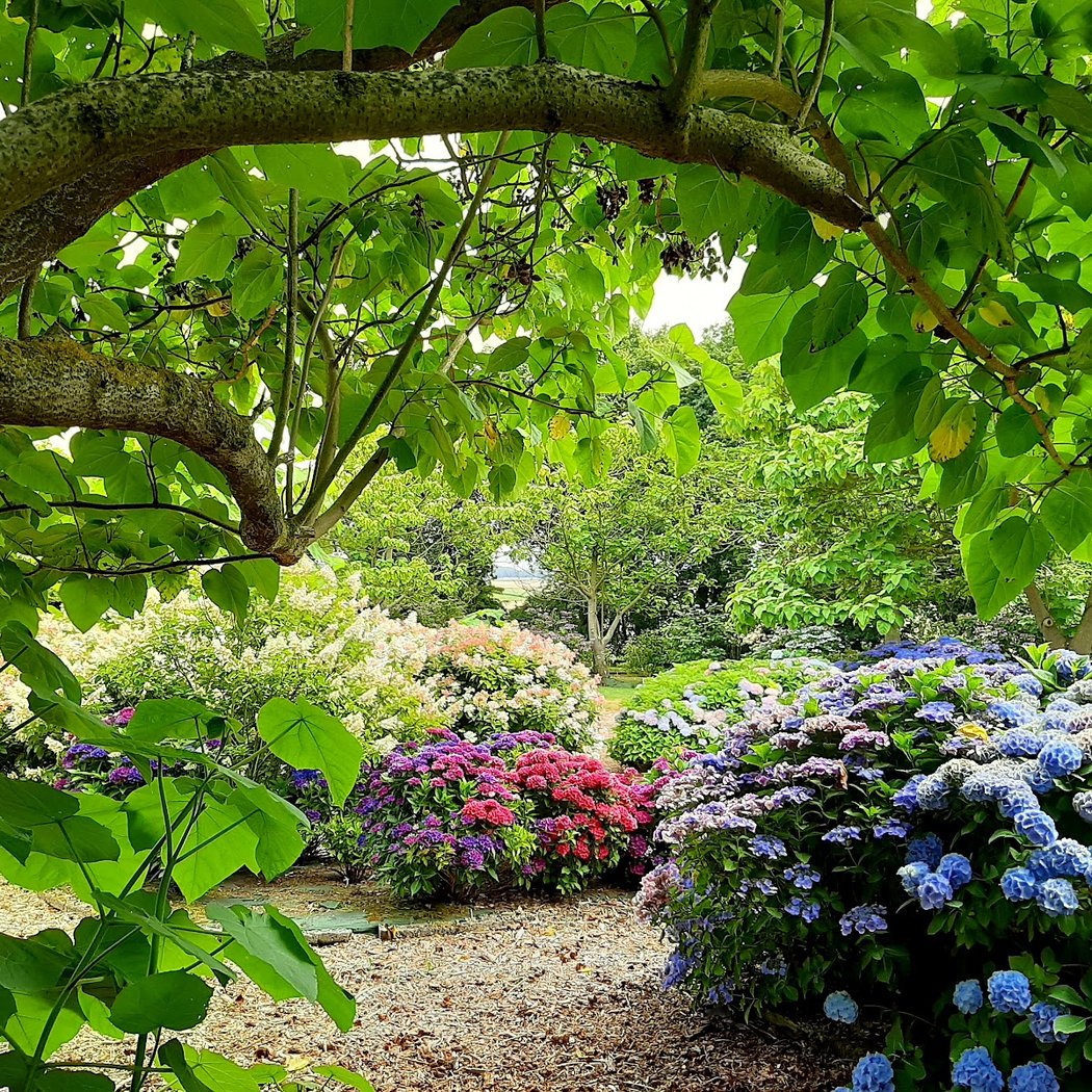 Jardin Shamrock 3