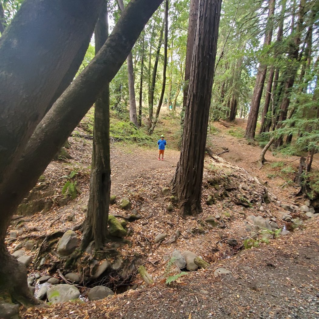 Redwood Picnic Area, Huddart Park 2