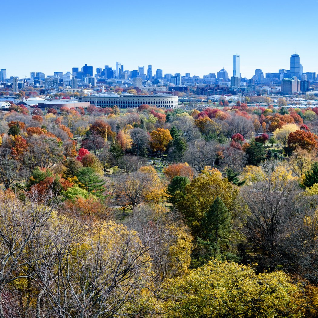 Boston Skyline & Fall Wildlife at Chickatawbut Hill