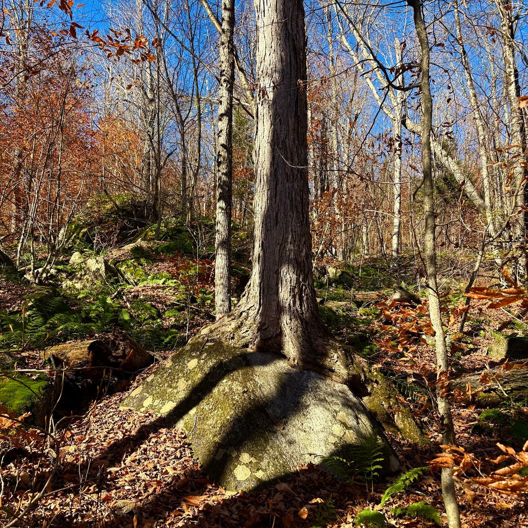 Moxham Mountain 2