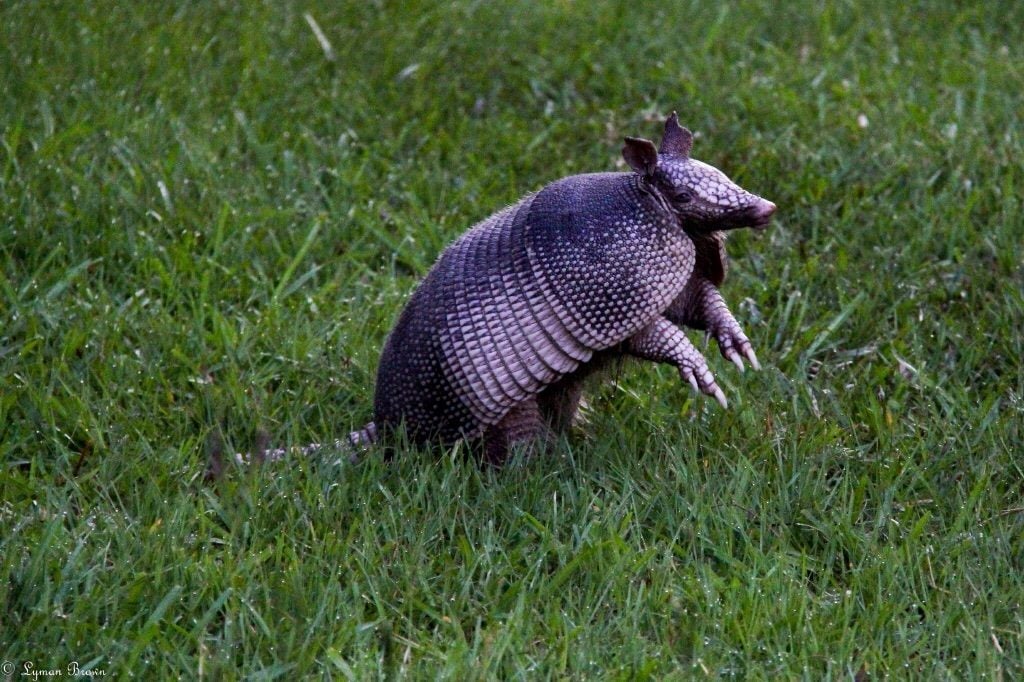 Bayou Safari Tour 2