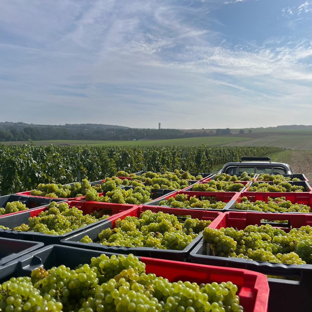 Vignoble du Haut Escaut 3