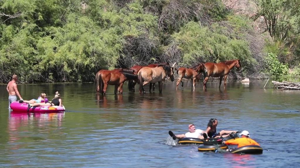 Salt River Tubing & Wild Horse Floating 1