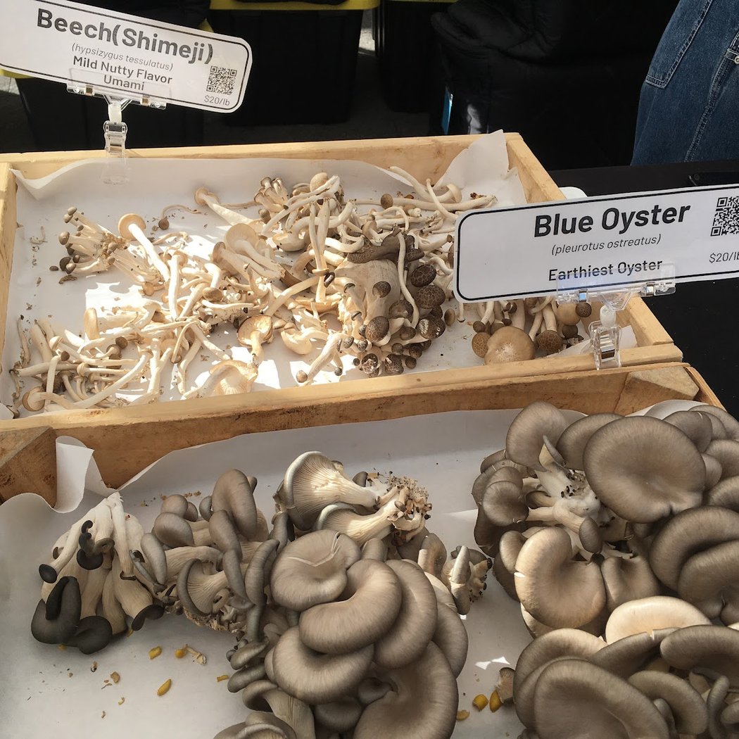 Mushroom Queens - Union Square 2
