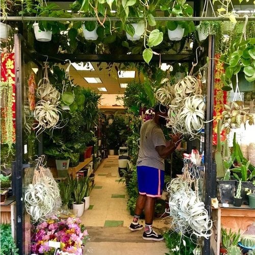 Ed's Plant Shop 1