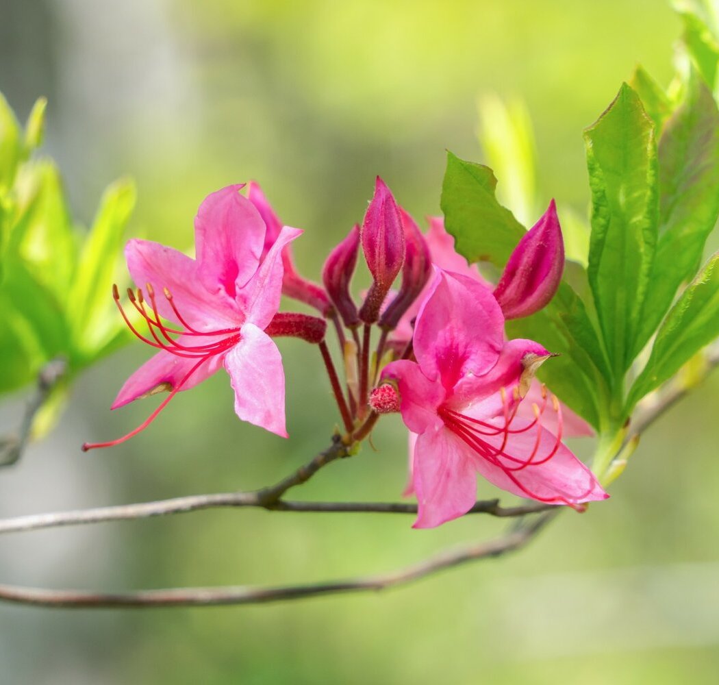 Wildflorus: Shawangunk II Photography Exhibition 1