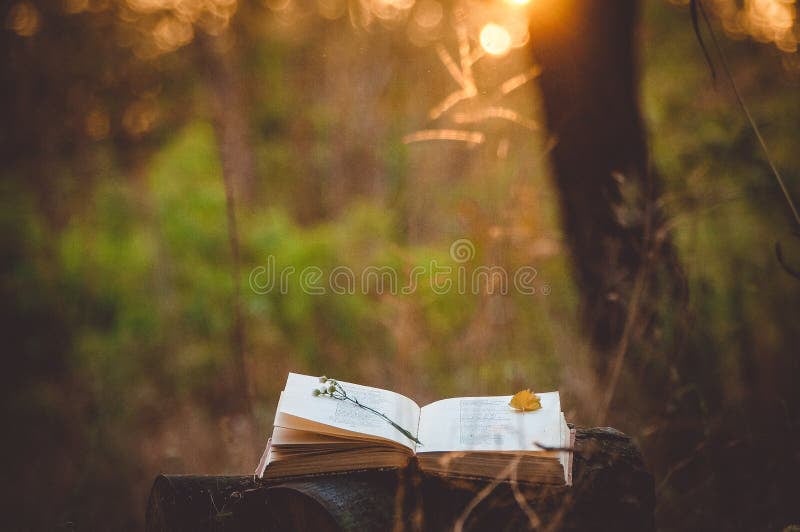 Poe-Tree in the Park: Leaves, Lyrics & Verse