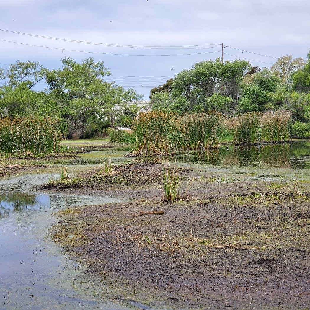 Madrona Marsh Preserve 3