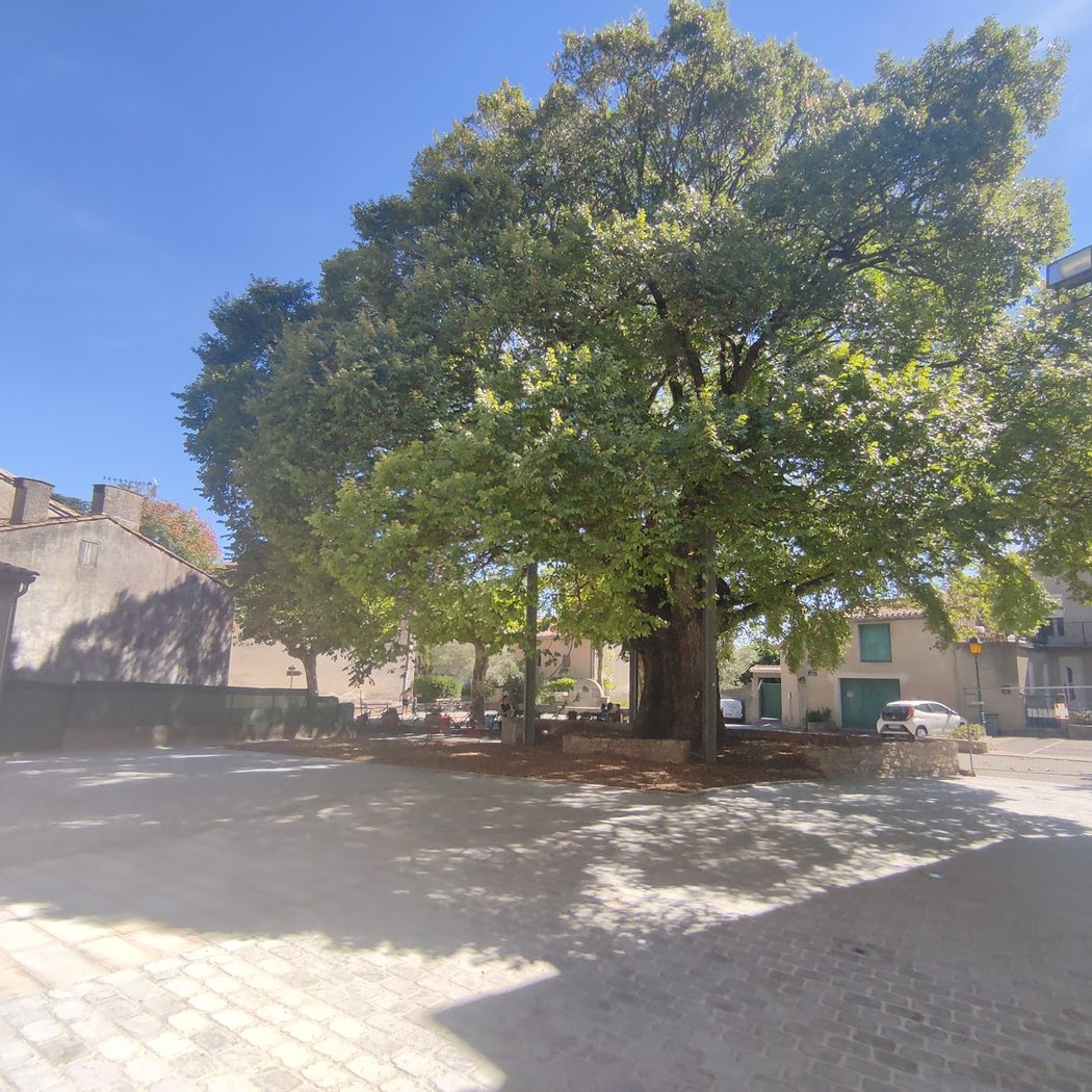 Ormeau de Sully - Arbre remarquable de France 3