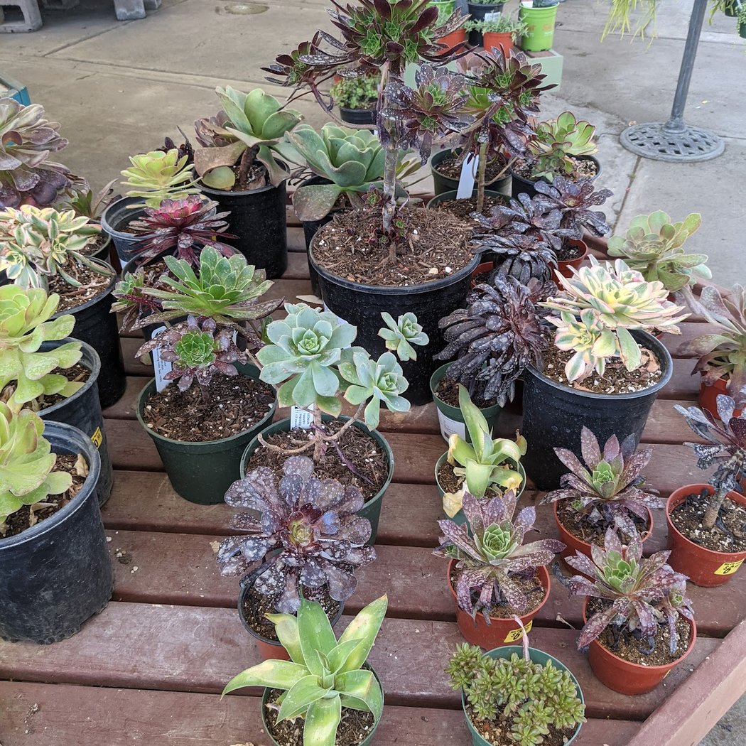 Mid City Nursery 3