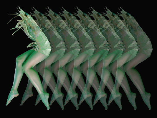 SHRIMP! WIP 1