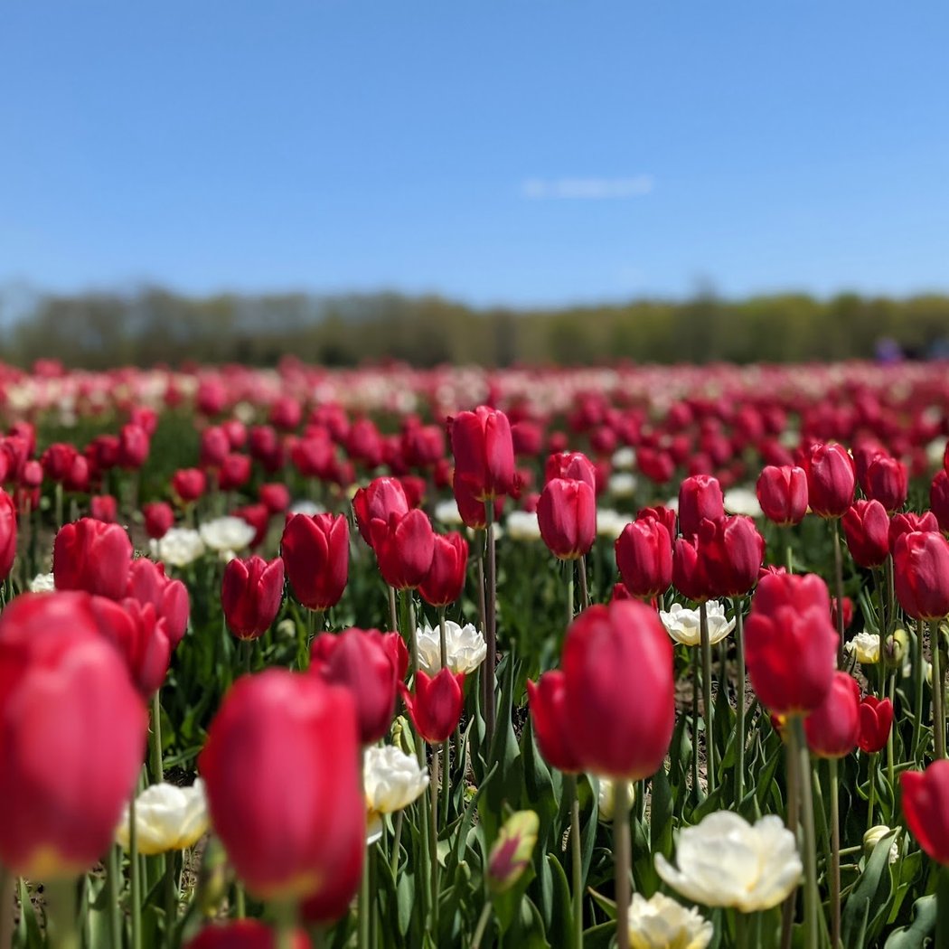 Wicked Tulips - Preston CT 3