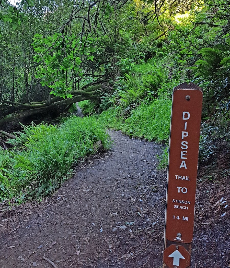 Dipsea Trail 2
