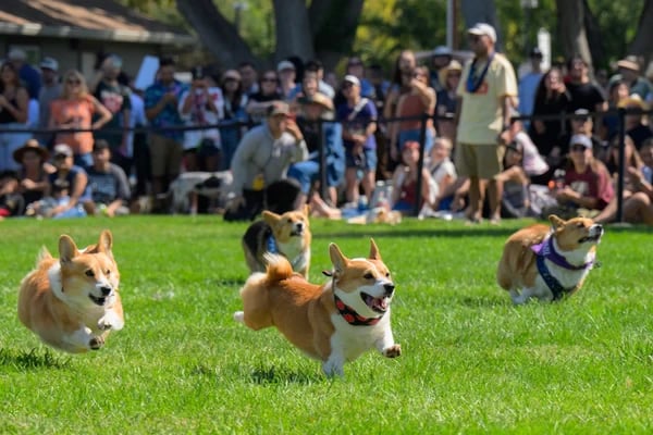 Corgi Con