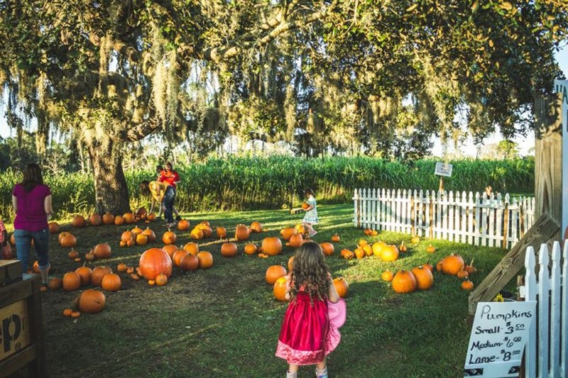Harvest Holler Corn Maze & Pumpkin Patch 3