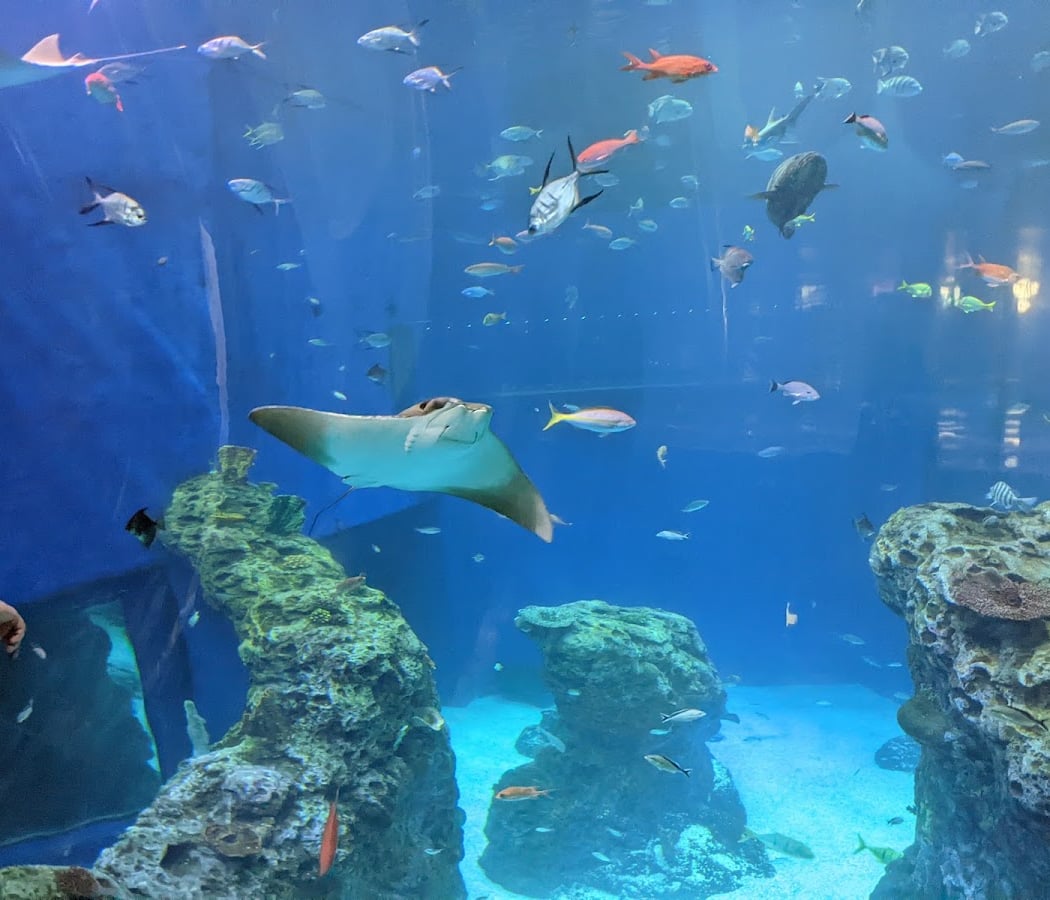 Mississippi Aquarium 3