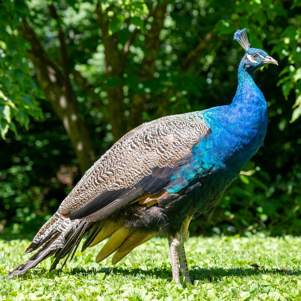 Free Admission at Staten Island Zoo 2