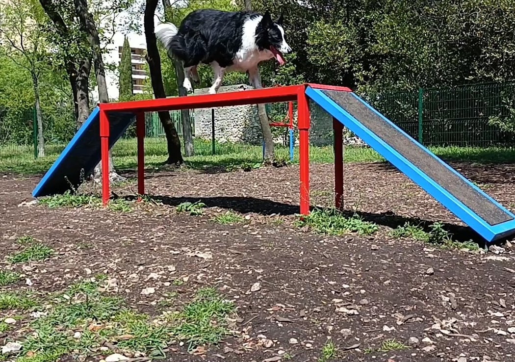 parc à chien 1