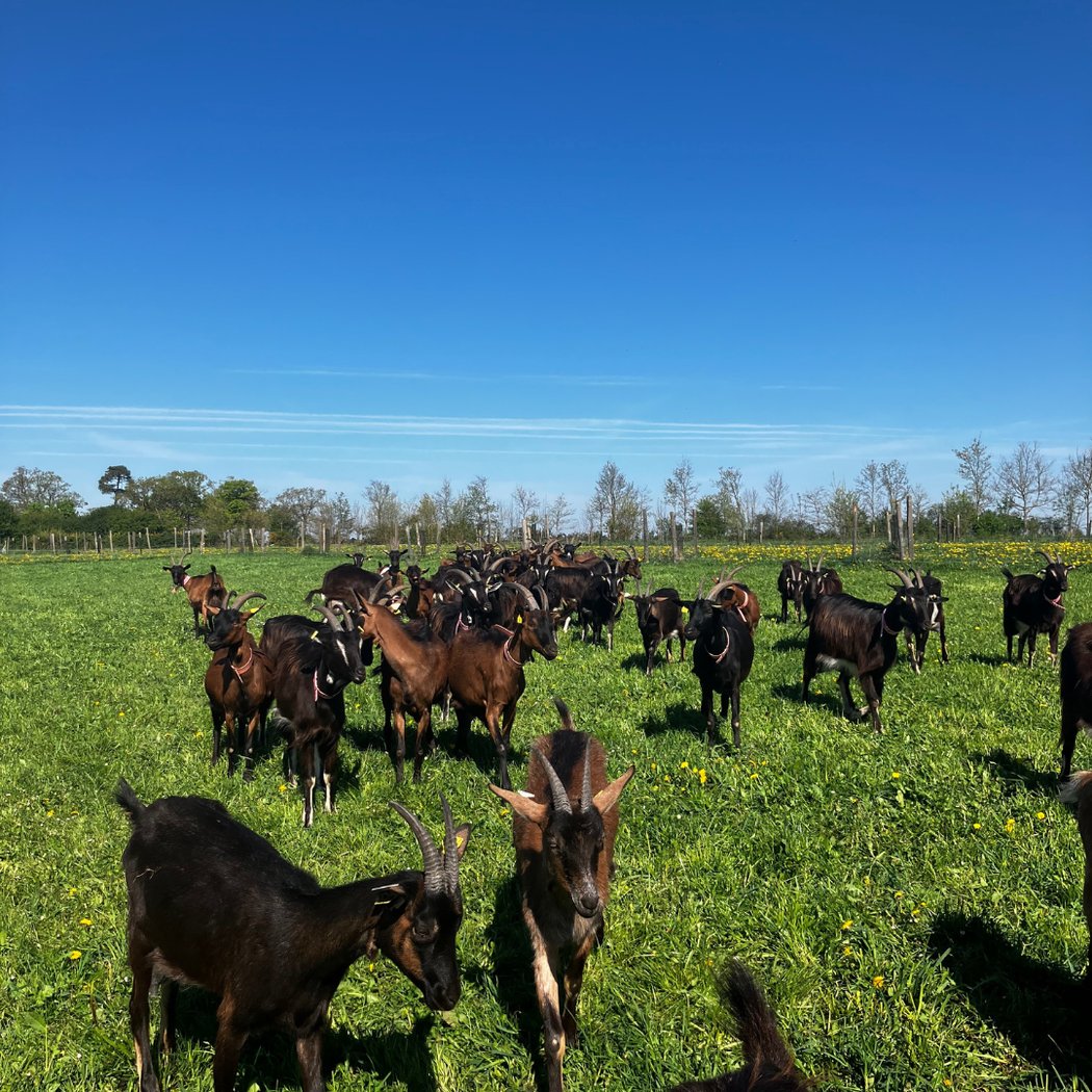 La ferme des Genêts 2