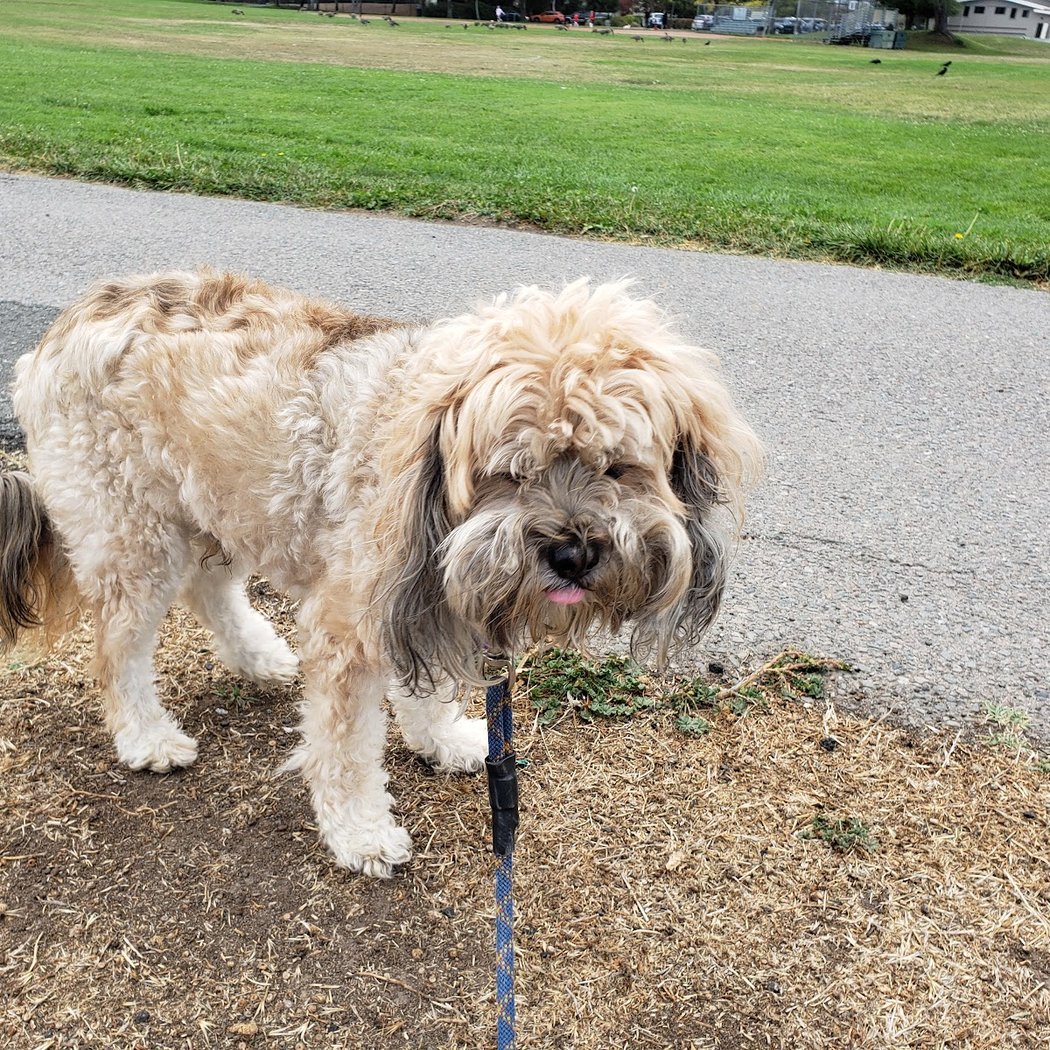 Corte Madera Dog Park 2