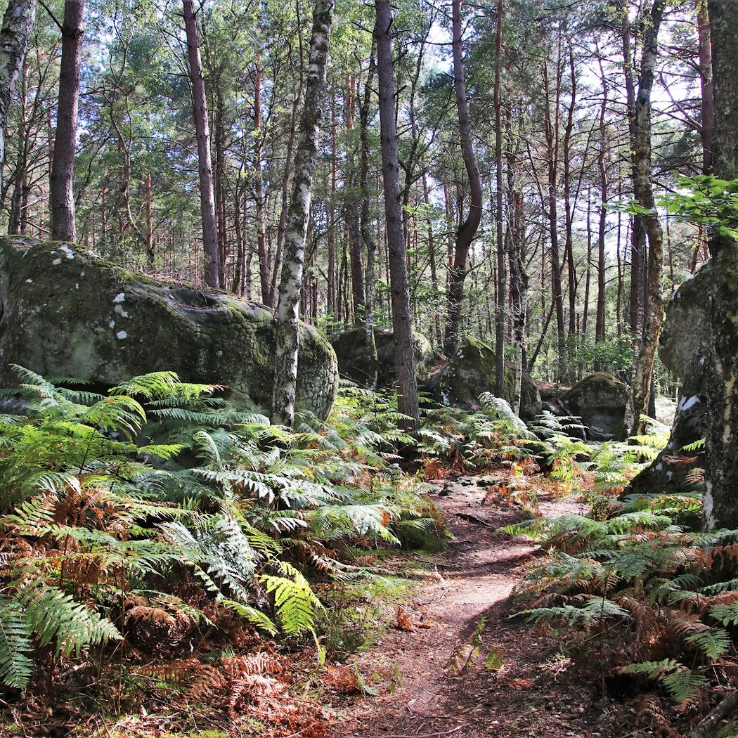Les Gorges d'Apremont 4