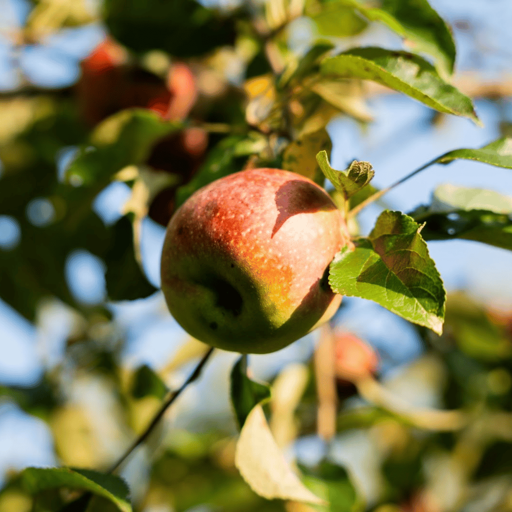 U-Pick Apples at Hidden Valley Orchards 1