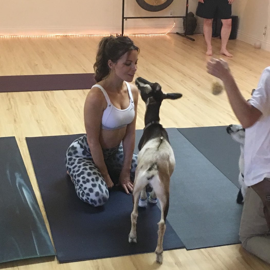Goat Yoga 2