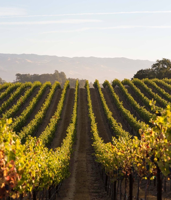 Dry Creek Vineyard 3