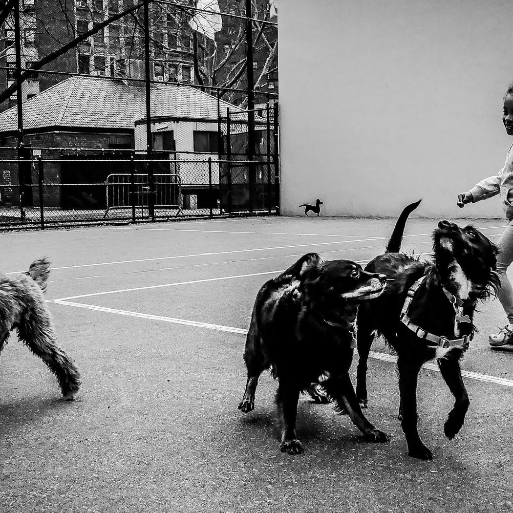 Chelsea Park Dog Run 2