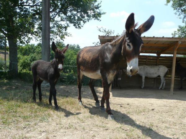 Ferme decouverte Asinerie de Pierretoun, randonnées avec ânes 3