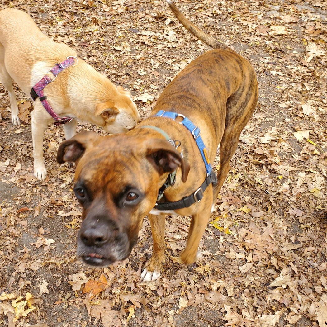 West 87th Street Dog Run 4