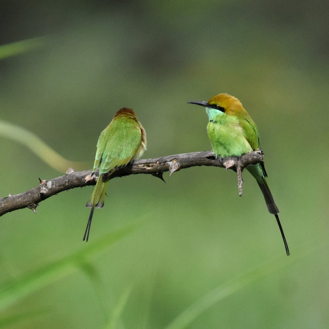 First Sunday Bird Walk 1